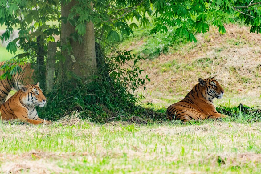 6-Day Private Golden Triangle Tour with Ranthambore Tiger Safari 3