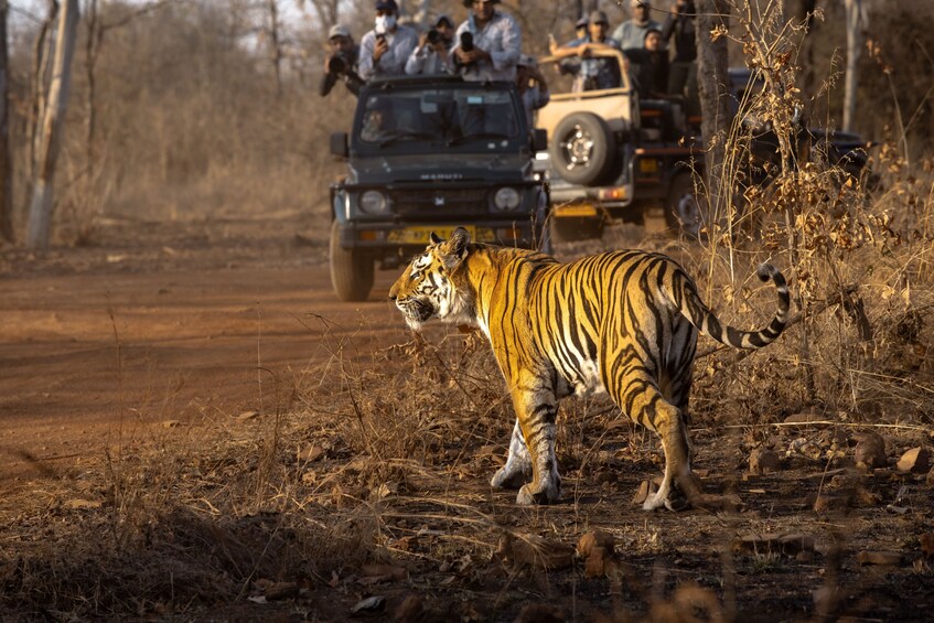 6-Day Private Golden Triangle Tour with Ranthambore Tiger Safari 4