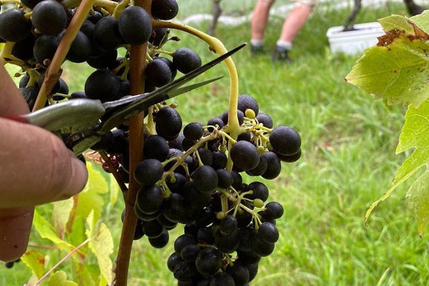 Waiheke Island - Syrah 5