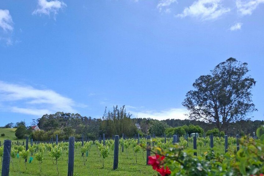 The Boutique Experience: Waiheke Best Cellar Tour (11 guests max) 4