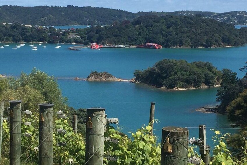 Waiheke Island - Vineyards 2