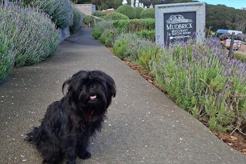 Little Tui welcoming you to Mudbrick Vineyard 3