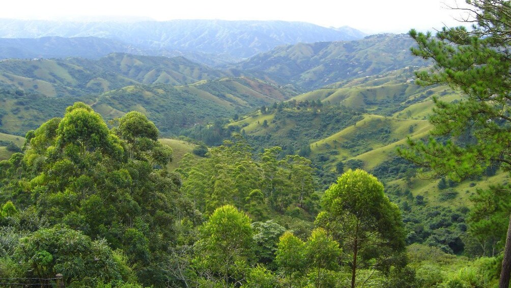 Jungle in Cape Town