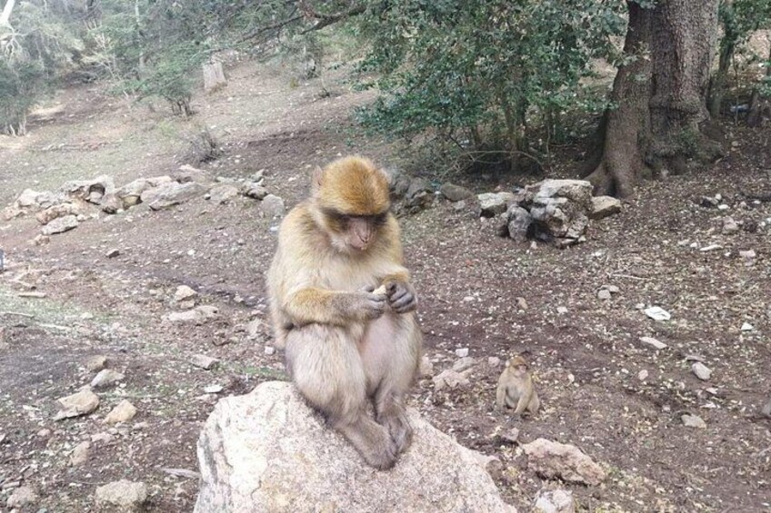 A monkey sitting on a rock in a rocky outdoor area with trees in the background. 3