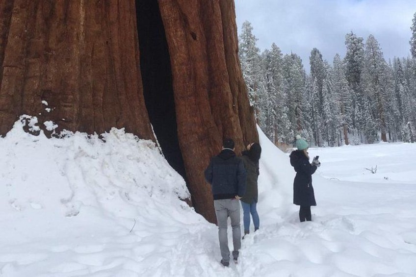 A group of people walking towards a large tree with a hollow in its trunk, surrounded by a snowy landscape and a forest in the background. 2