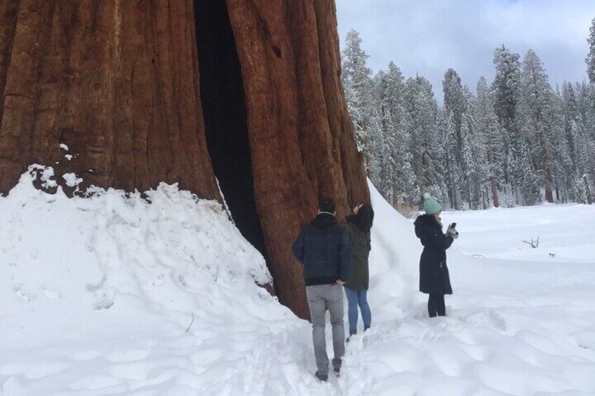 Un grand arbre avec un tronc creux, un sol recouvert de neige et une forêt en arrière-plan. 4