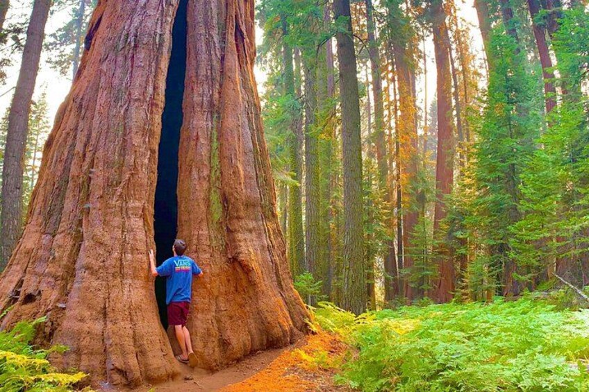 Sequoia National Park Small-Group Tour from Three Rivers 2