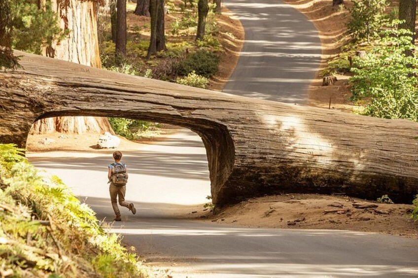 Tunnel Log 3