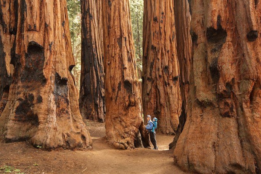 A forest with tall, reddish-brown trees and a narrow dirt path. 1