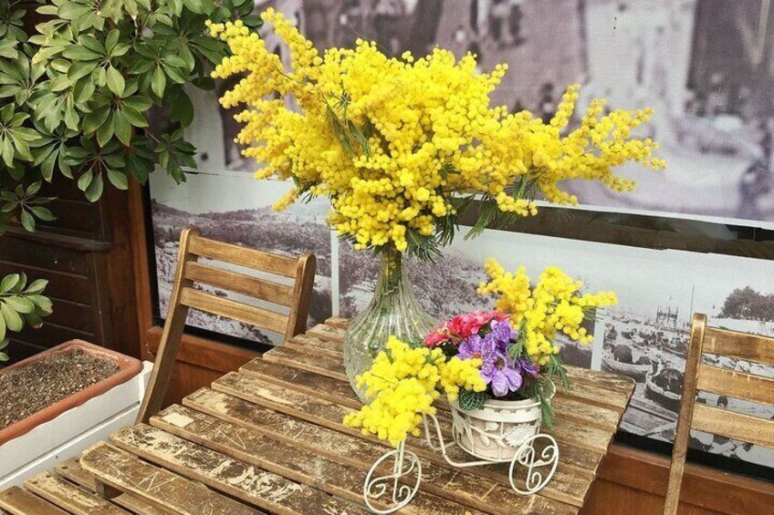 Island mimosa flowers 4