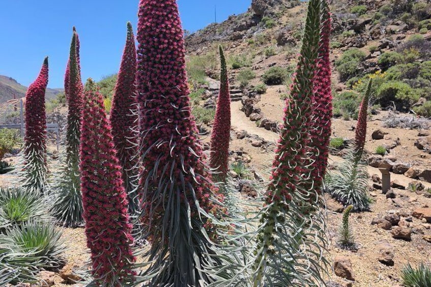 TEIDE : Vip tour “Extraordinary Flowering Discover the Secret” 2