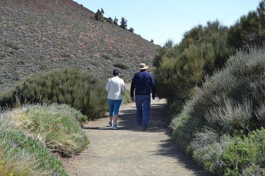 Path on Teide 5