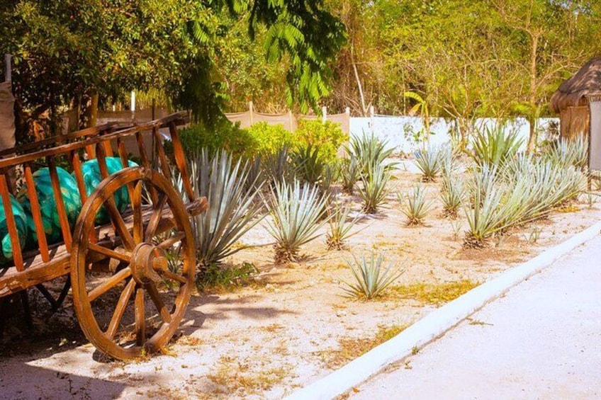 Sabores de Cozumel Park 3