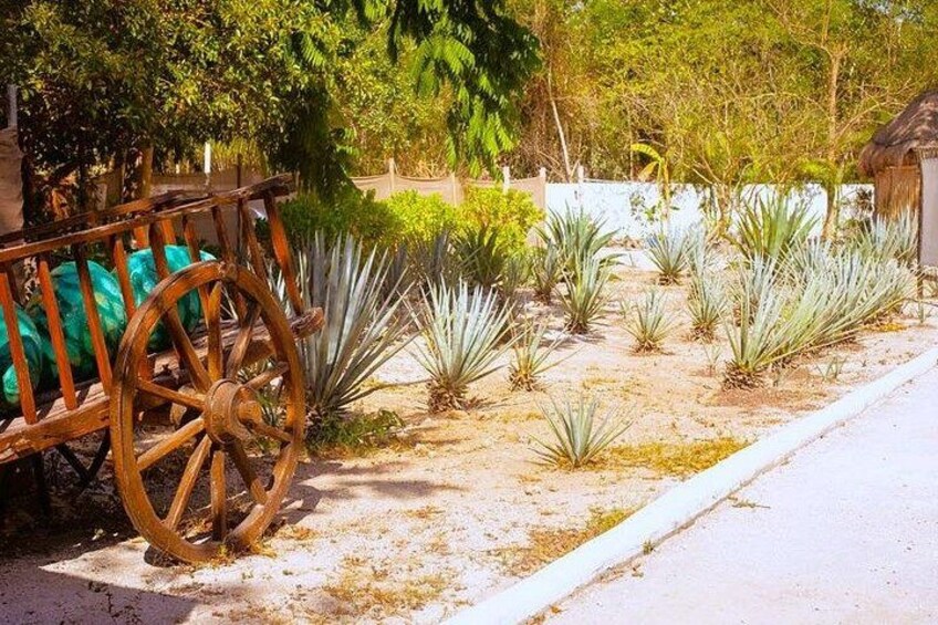 Sabores de Cozumel Park 3
