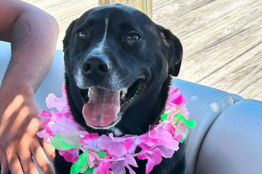 Pet friendly for private parties! 3