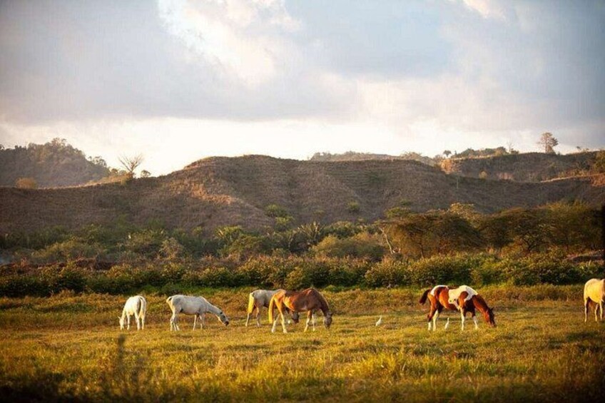 Jaco Horseback Riding Adventure Tours 3