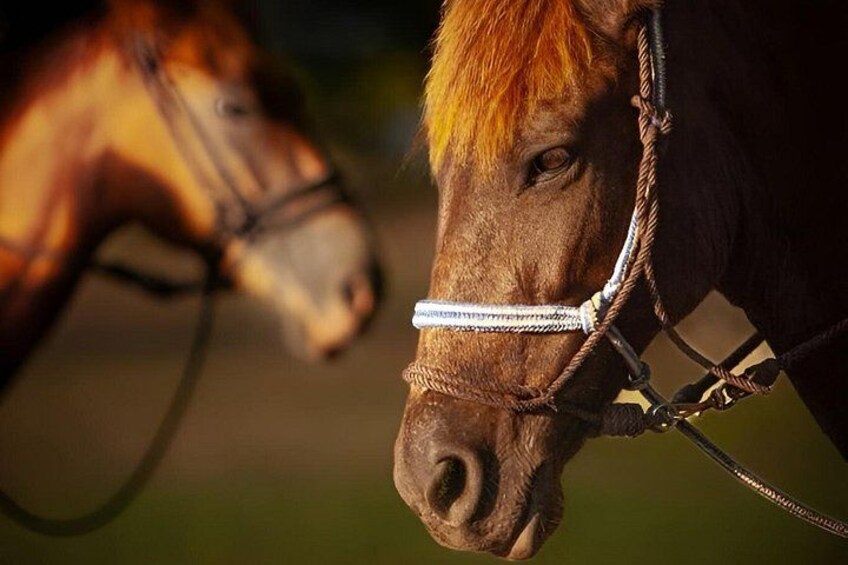 Jaco Horseback Riding Adventure Tours 2