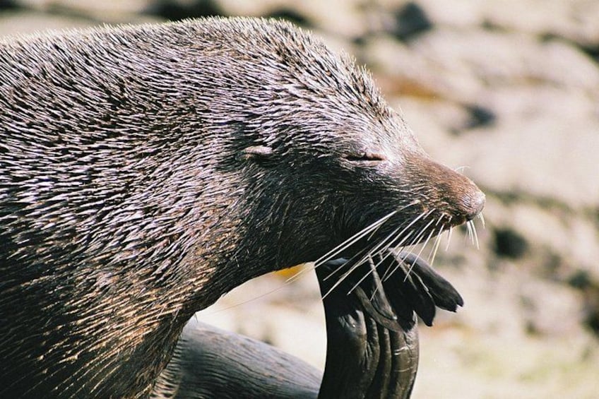 Cruise, Walk, and Sail in Abel Tasman National Park 1