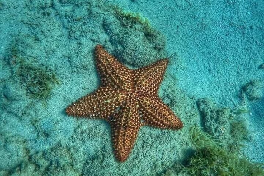A starfish on a sandy seabed with green algae. 1