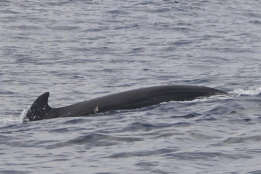 Martinique : Observation des dauphins et snorkeling 3