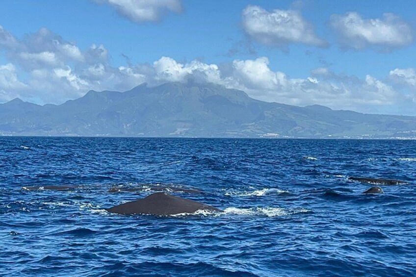 Observation d’une famille de cachalot et en arrière plan la montagne pelée 4