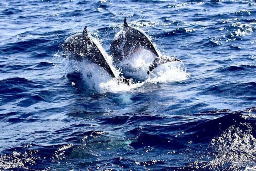 Martinique : Observation des dauphins et snorkeling 2