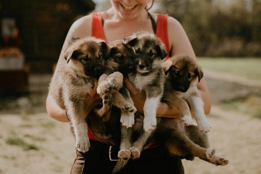 A person holding three puppies. 2