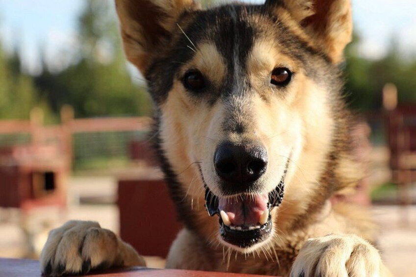 A close-up of a dog with a happy expression, its tongue out, and ears perked up. 3