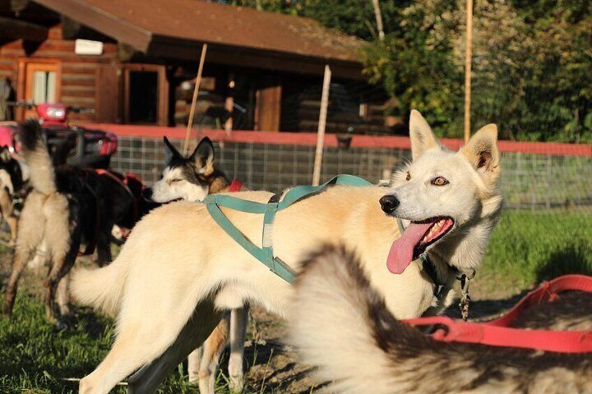 A group of dogs with harnesses in a grassy area with a wooden building in the background. 4