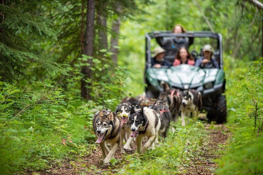 A group of sled dogs pulling a vehicle through a forest. 2