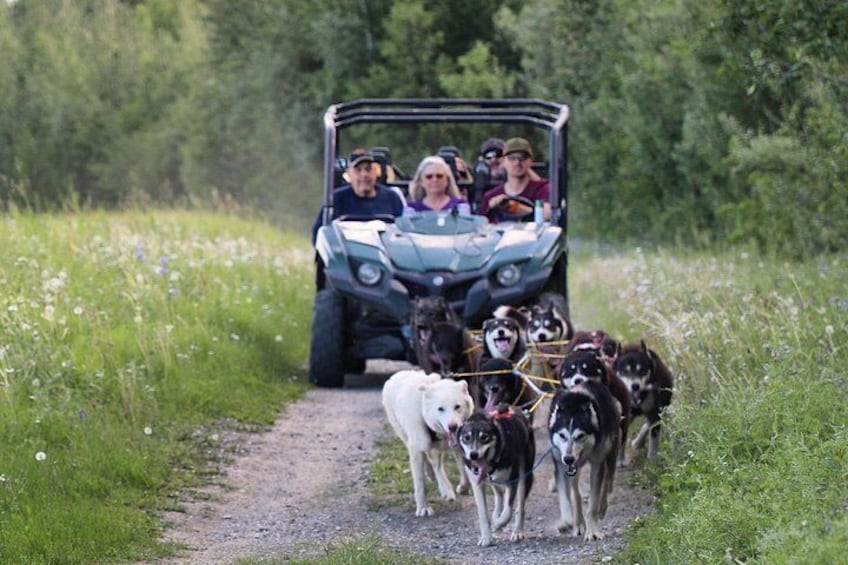 A group of dogs and people in a vehicle on a dirt path surrounded by greenery. 5
