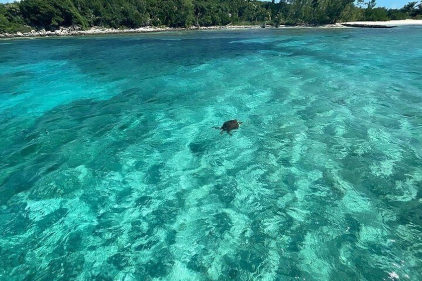 Private Eleuthera Island: Swim With Pigs, Turtles & Stingrays 4