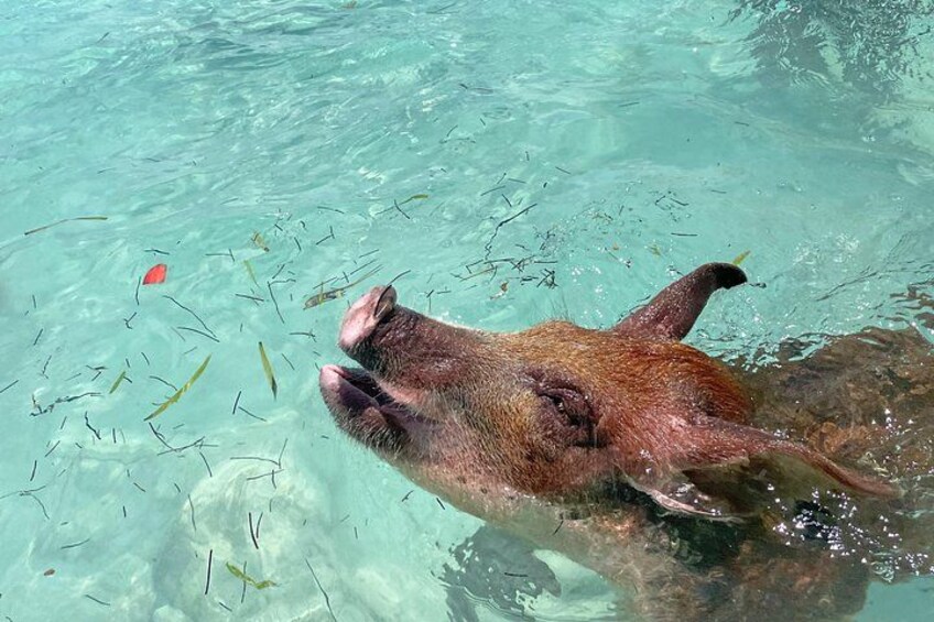 Private Eleuthera Island: Swim With Pigs, Turtles & Stingrays 1