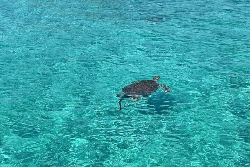 Private Eleuthera Island: Swim With Pigs, Turtles & Stingrays 3