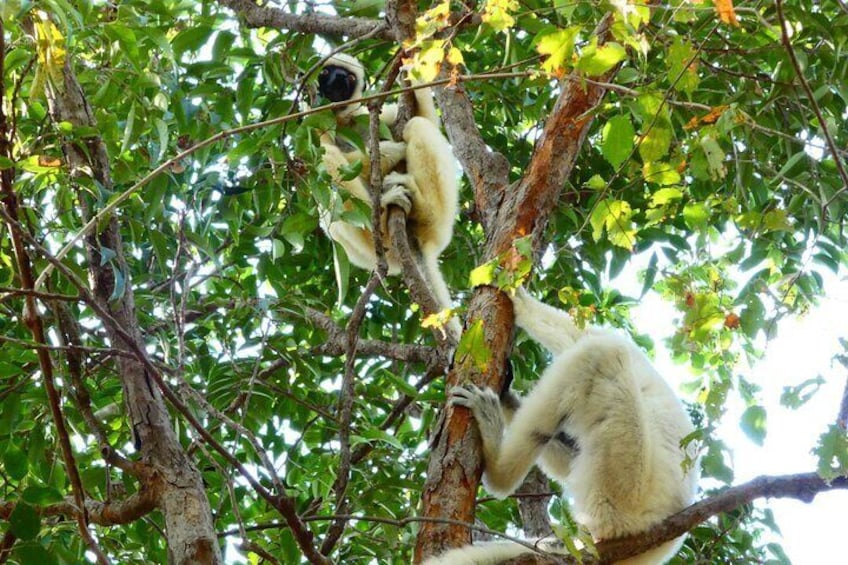 Tsingy Tours 4