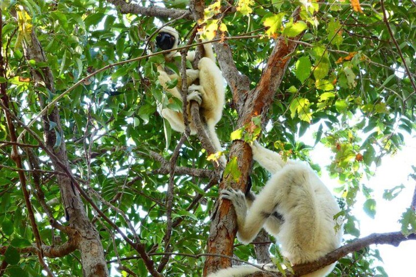 Ett stort, vitt djur, troligen en lemur, som klättrar i ett träd med tät, grön lövverk. 4