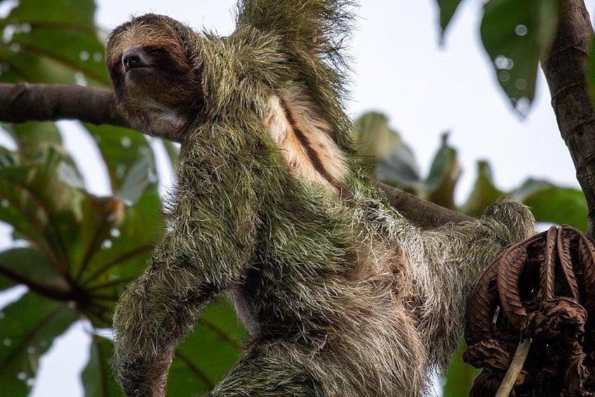 A sloth hanging from a tree branch. 1