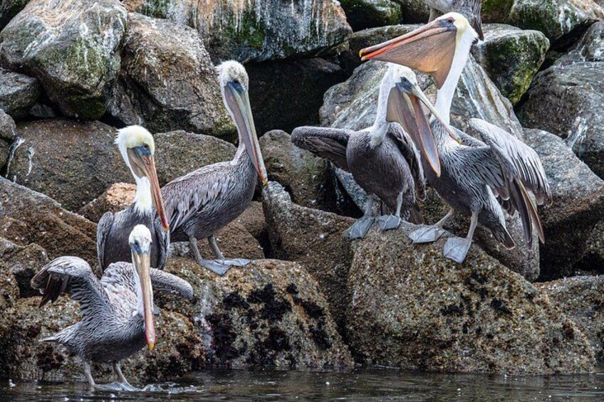 Thousands of pelicans inhabit the wetland, alongside hundreds of species of shorebirds. 2