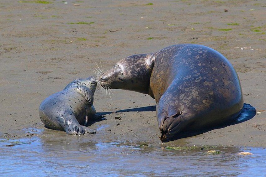 Harbor Seals have their pups in the Elkhorn Slough, and we also have many entertaining Sea Lions as well. 3