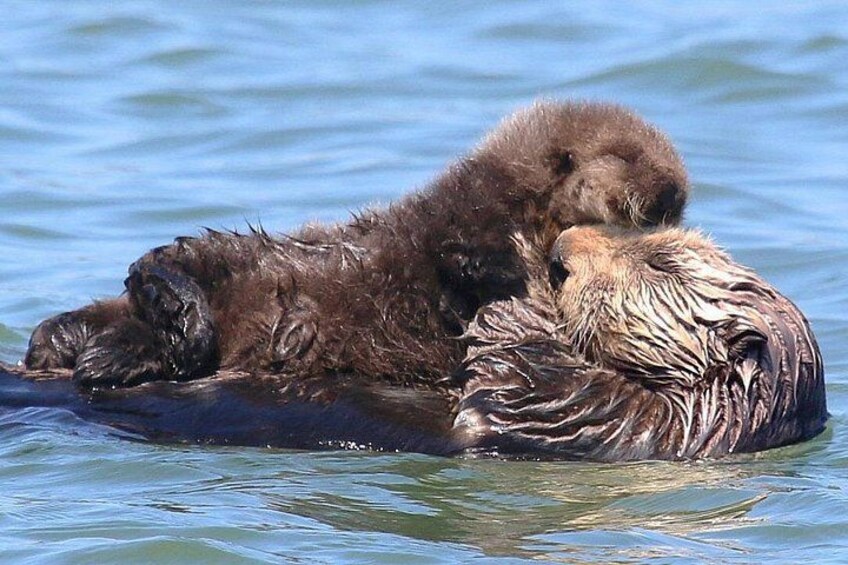 Sea Otter moms with newborn pups are seen year round in the Elkhorn Slough. 5