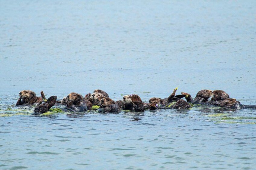 The Elkhorn Slough Has the largest population of Southern Sea Otters in the world! 4