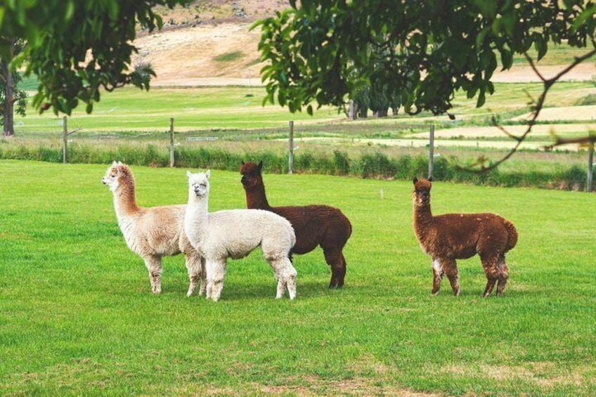 A grassy field with four alpacas standing. 4