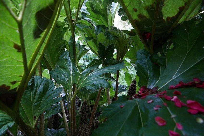 Magical and Exclusive Private Visit to the Fonte Baxa Garden, Luarca 3
