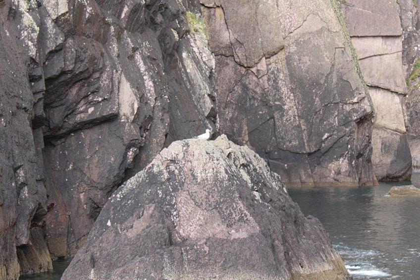 1 hour Dingle Bay Cliff Tour 2