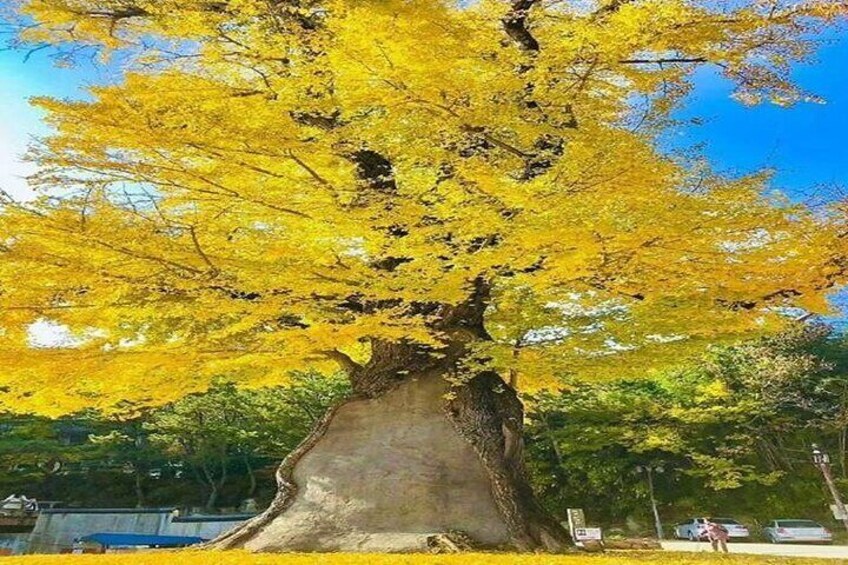 Hiking Adventure in Busan : Small GroupTour (Max 7 Pax)