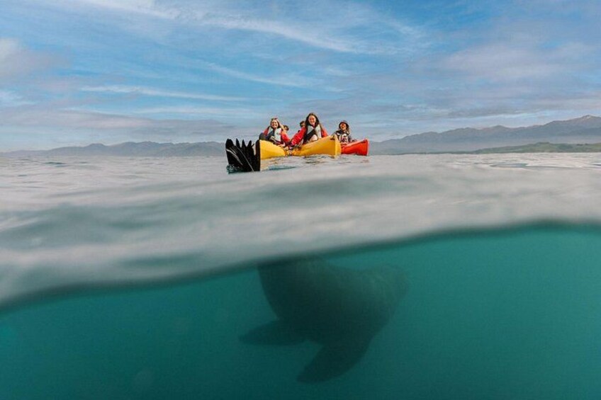 Sunset Kayak tour in Kaikoura 3
