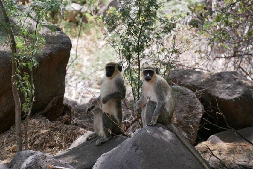 3-Hour Nature Tour in Cape Verde