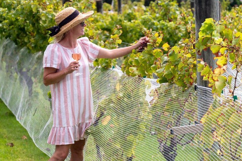 Gourmet Mystery Picnic Experience in Matakana 4
