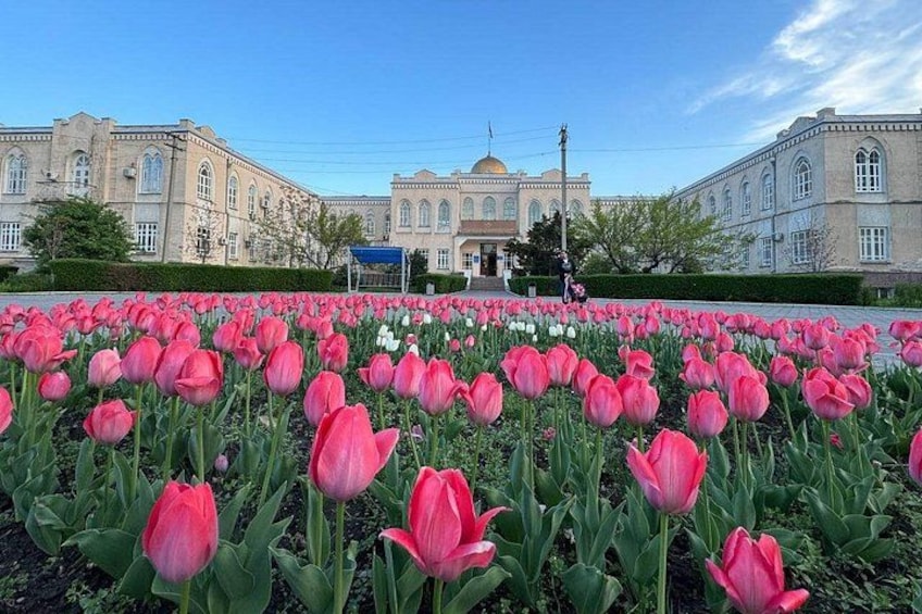 A field of pink tulips in front of a historic building with domes. 4