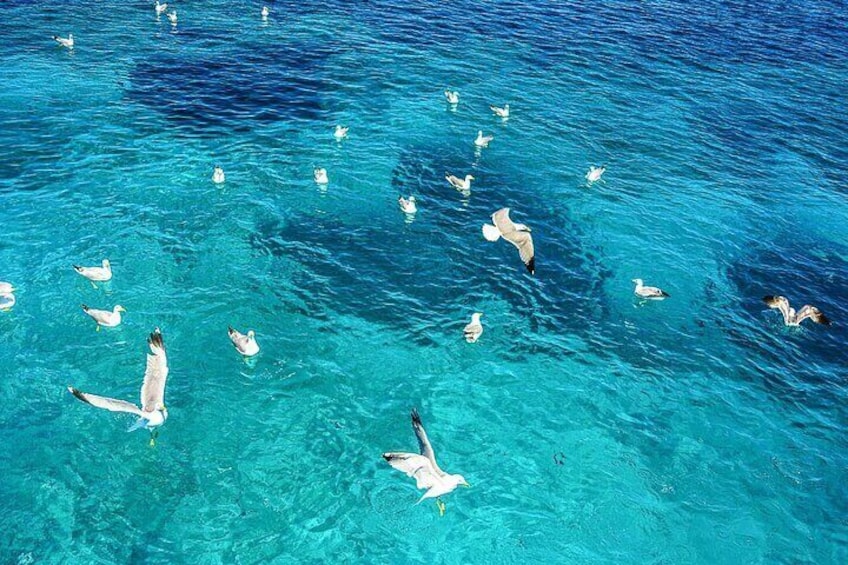 La Maddalena Archipelago and Caprera Boat Tour from Palau 2